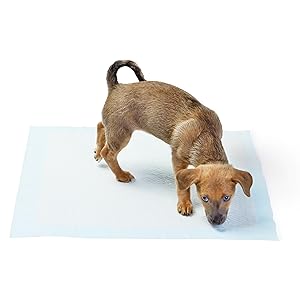 Basics Dog & Puppy Pee Pads – 100 Pack, 22x22", Leak-Proof & Quick-Dry